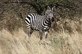 Ethiopia - Netch Sar Park - 12 - Zebra